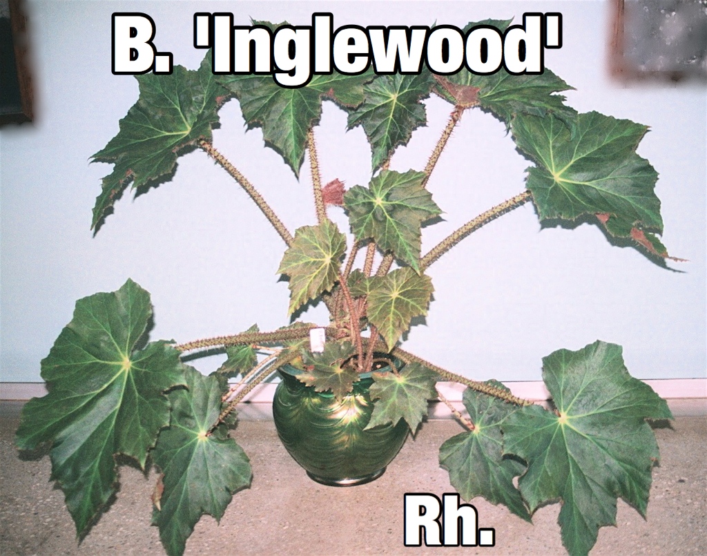 B. ‘Inglewood’